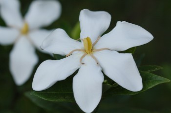 Hardy Gardenia