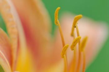 Hemerocallis