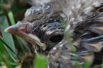 Bird In The Grass