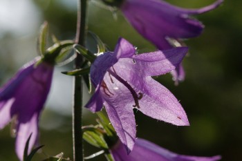 Campanula