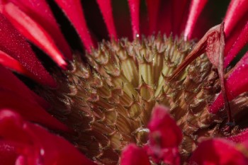 Monarda (Bergamot)