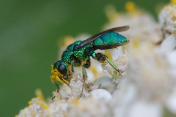 Chrysidinae (Cuckoo Wasp)