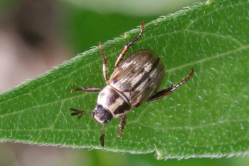 Anomala orientalis (Oriental Beetle)
