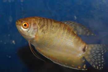 Golden Three-spot Gourami (Trichopodus trichopterus)