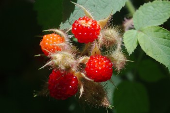 Wild Raspberries