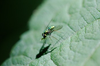 Genus Condylostylus