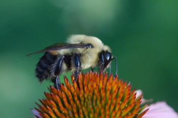 Bumble Bee on Coneflower