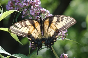 Eastern Tiger Swallowtail (Papilio glaucus, female)