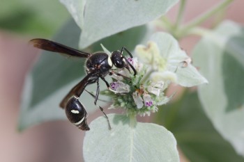 Eumenes fraternus (Potter Wasps)