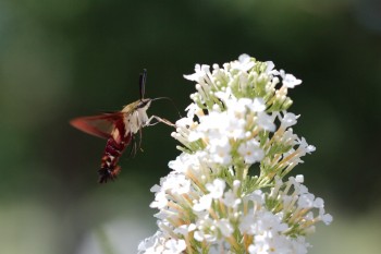 Hemaris diffinis (Snowberry Clearwing)