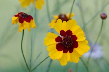 Thelesperma Flowers