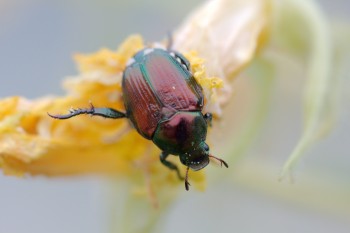 Popillia japonica (Japanese Beetle)