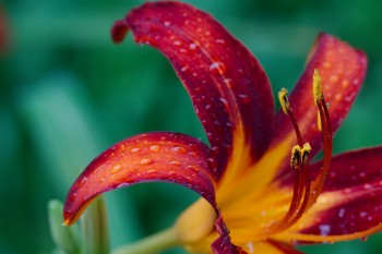 Dark Orange Day Lily