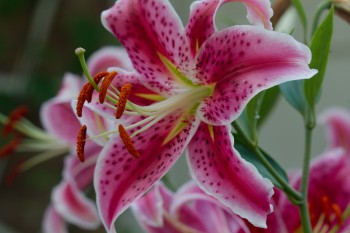 Lilium 'Stargazer' (The Stargazer Lily)