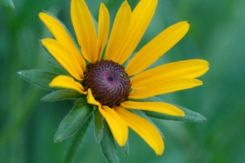 Black-eyed Susan (Rudbeckia hirta)