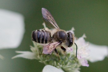 Megachile, Leaf-cutting or Resin Bee