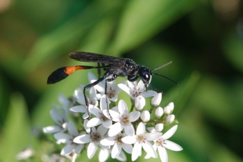 Ammophila nigricans (Thread-waisted Wasp)