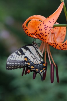 Tiger Swallowtail on Tiger Lily