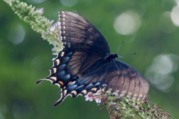 Dark Phase Tiger Swallowtail