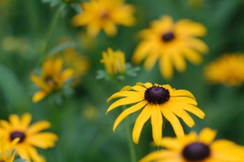 Black-eyed Susans