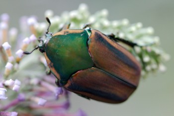 Cotinis nitida (Green June Beetle)
