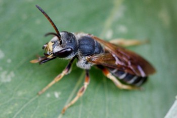 Halictus parallelus (A Sweat Bee)