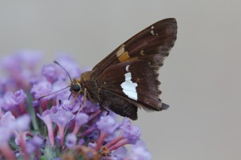 Epargyreus clarus (Silver-spotted Skipper)