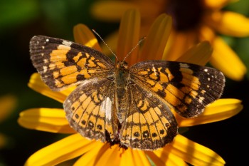 Chlosyne nycteis (Silvery Checkerspot)