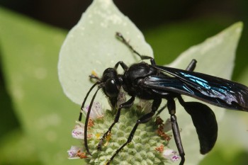 Sphex pensylvanicus (Great Black Wasp)