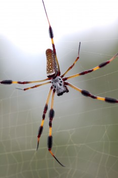 Nephila clavipes (Golden Silk Orbweaver)