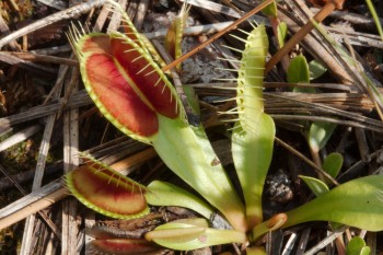 Dionaea muscipula (Venus Flytrap)