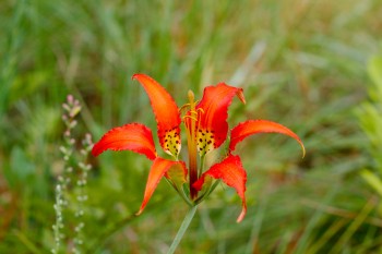 Lilium catesbaei (Pine Lily)