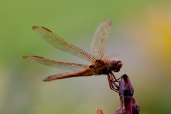 Dragonfly #1
