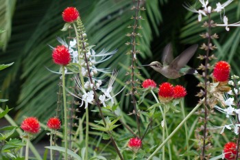 Hummingbird