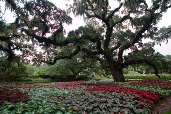 Live Oak Allee