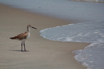 Willet (Tringa semipalmata)