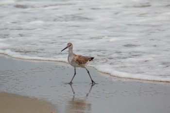 Willet (Tringa semipalmata)