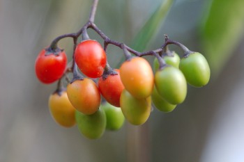 Berries of Solanum dulcamara (Bittersweet Nightshade)