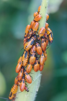<em>Oncopeltus fasciatus</em> Nymphs (Large Milkweed Bug)