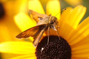 Skipper on Black-eyed Susan