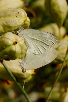 Cabbage Whites