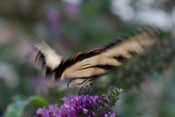 Eastern Tiger Swallowtail