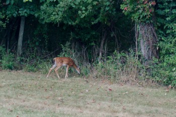 White-tailed Deer Fawn