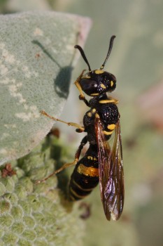 Philanthus gibbosus (Beewolf)