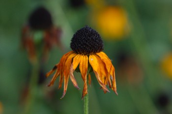 Drying Black-eyed Susan