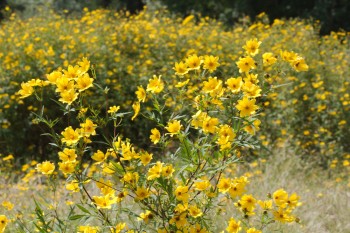 Yellow Flowers