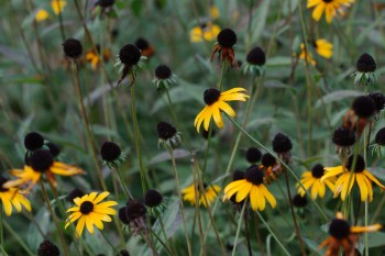 Black-eyed Susans