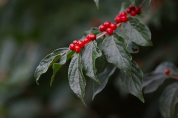 Lonicera maackii