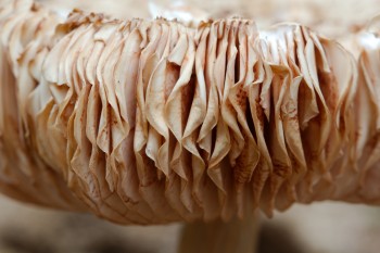 Mushroom Gills