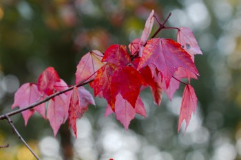 Maple Leaves